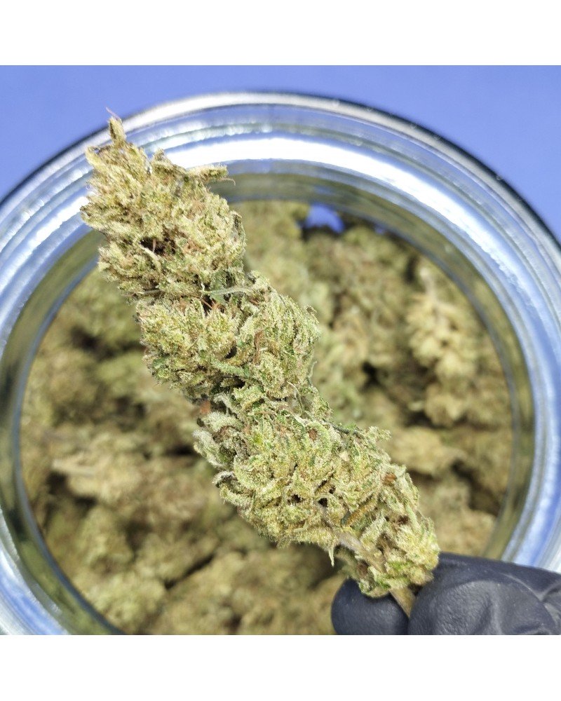 White Haze®