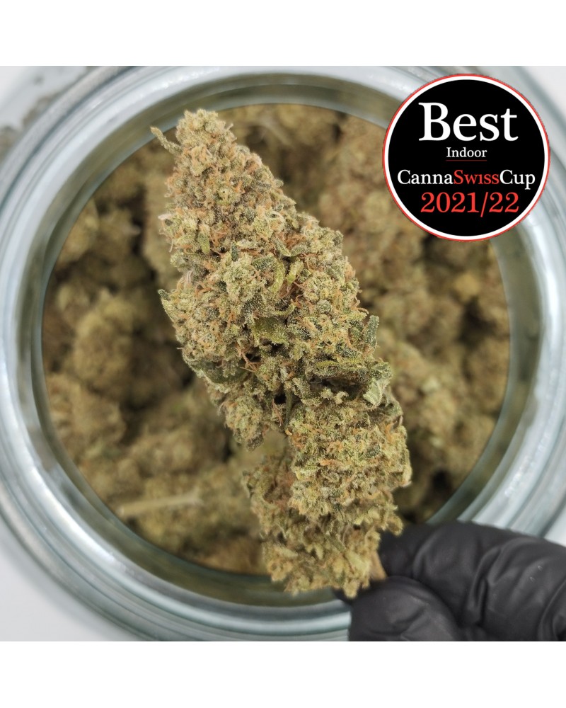 TEST Pineapple Express Mini...