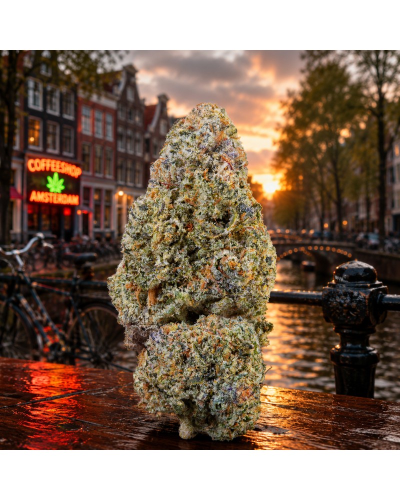 Drizzle in Dam®